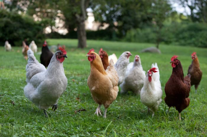 Создание хорошего основного стада имеет решающее значение для выращивания цыплят на вашей ферме. 