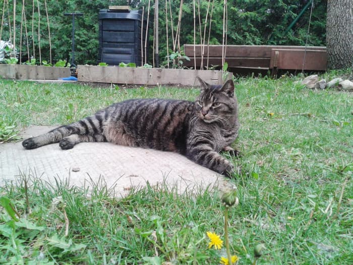 There's my old buddy, what a great cat! He used to hang out with me in the back yard and follow me around the neighborhood. He got sprayed by a skunk, good thing we had Nature's Miracle Skunk Odor Remover!