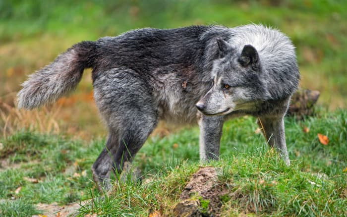 It is extremely frustrating to exotic pet owners that many animals are illegal because of public safety concerns.