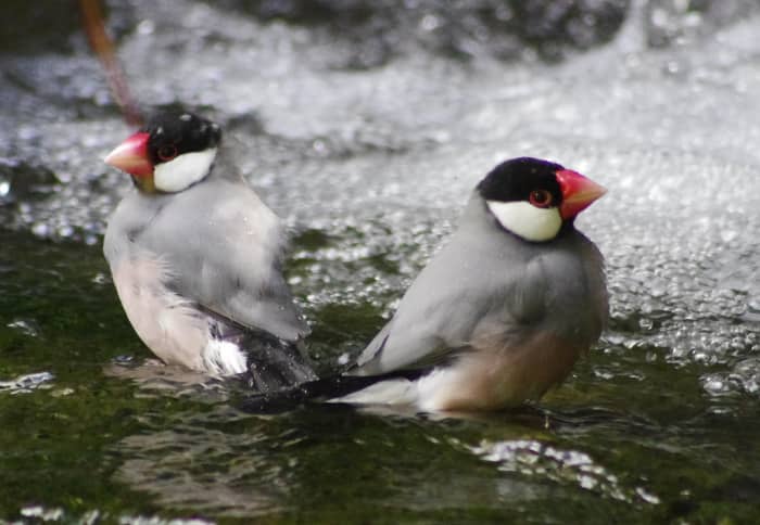 Finches live for around 5–9 years in captivity. They're just one example of a pet bird with a shorter life span.