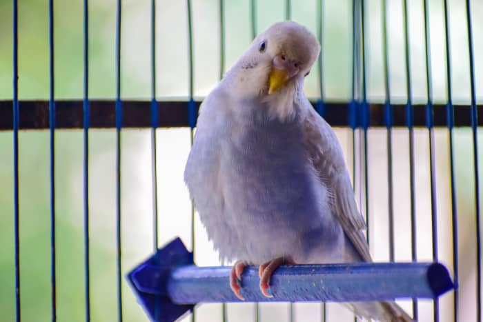 There are many factors that determine the price of an animal.
