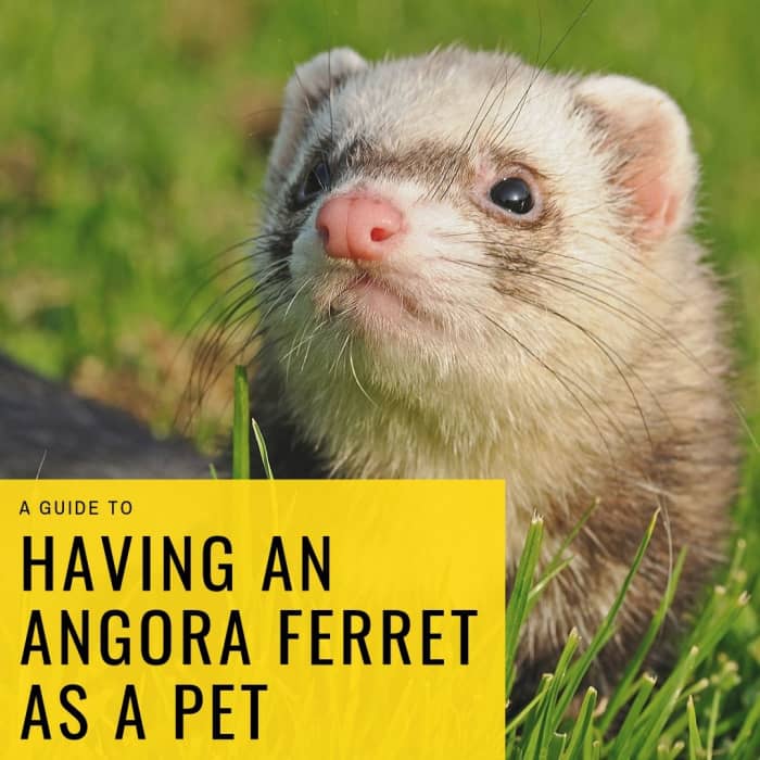 How to Care for Your Angora Ferret - PetHelpful