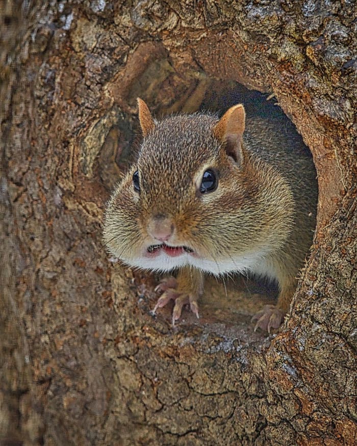 Chipmunks can gather enough food in just a few days to last them all through the winter months, but they tend to over-prepare and hoard much more food than is necessary. As you can see, they carry the food back to their nest in their cheeks.