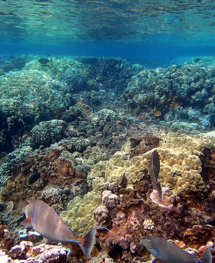 Bluespine Unicornfish (named for the small horn on its head) is often spotted by snorkelers in Hawaii.