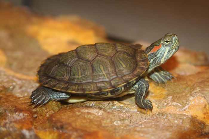 Red-eared sliders are one of the most popular turtle breeds kept as pets in the U.S.
