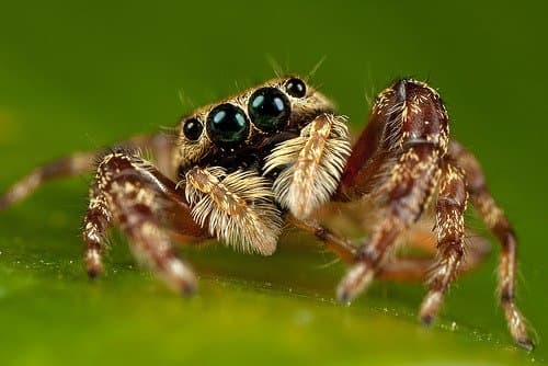 Most Portia spiders don't spin webs like other spiders; instead they prefer to act like helpless prey caught in another spider's web. This predator relies on its eight complex eyes, which provide almost a complete, 360-degree field of vision.