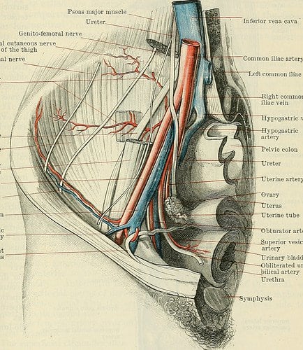 The hip and groin regions are very complex. As you can see from this diagram of the right hip, there are many blood vessels and nerves running through the area.