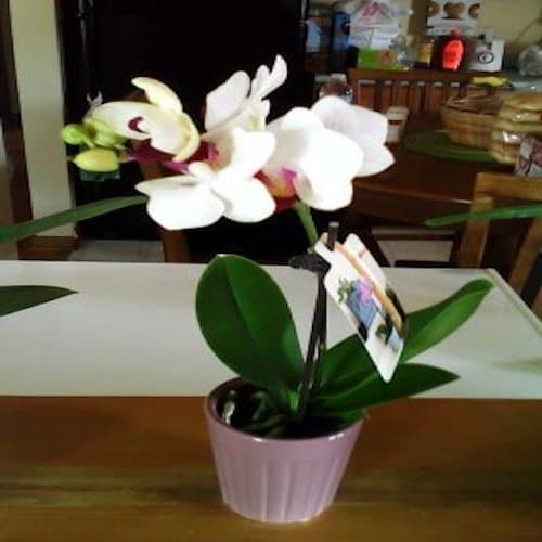 During our grocery shopping at Trader Joe's, one of their sales associates gave me a cut orchid. She saw I was carrying my chemo pump, and she wanted to make me feel good! What a thoughtful act of kindness!