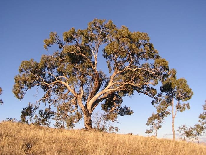 Eucalyptus bridgesiana (apple box) on Red Hill, Australian Capital Territory. The eucalyptus tree is an important, recurring metaphor in Black Science.