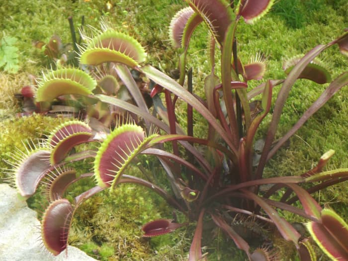 The Venus fly trap is one of the best known carnivorous plants, whose leaves have been modified into a lightning fast snap trap