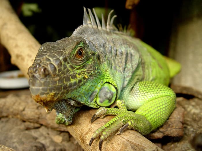Iguana