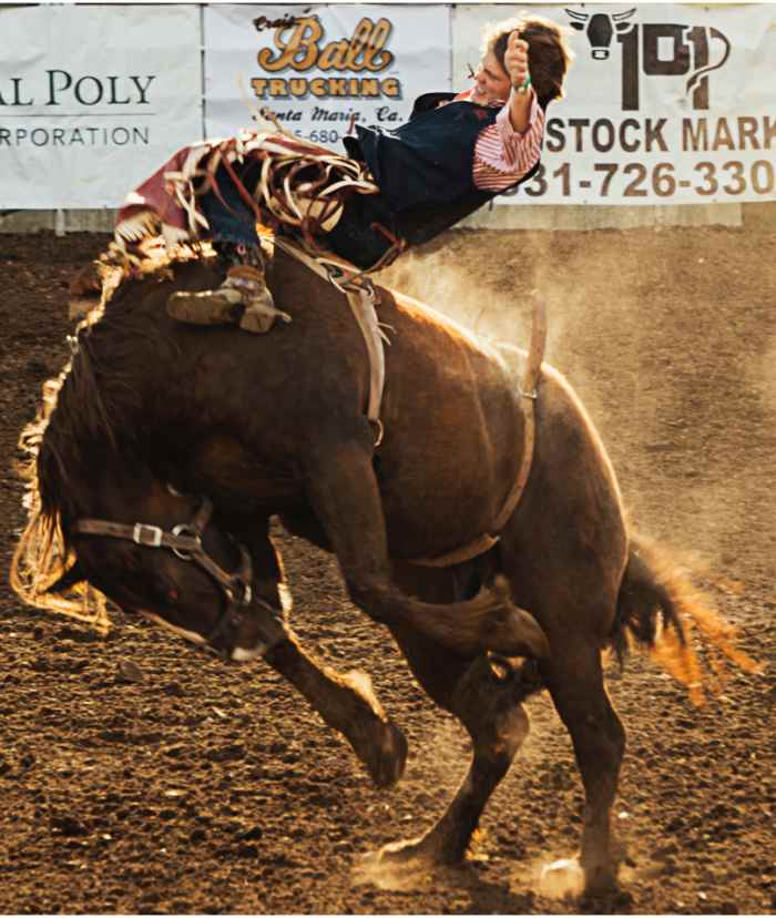 How to Stop a Horse From Bucking PetHelpful