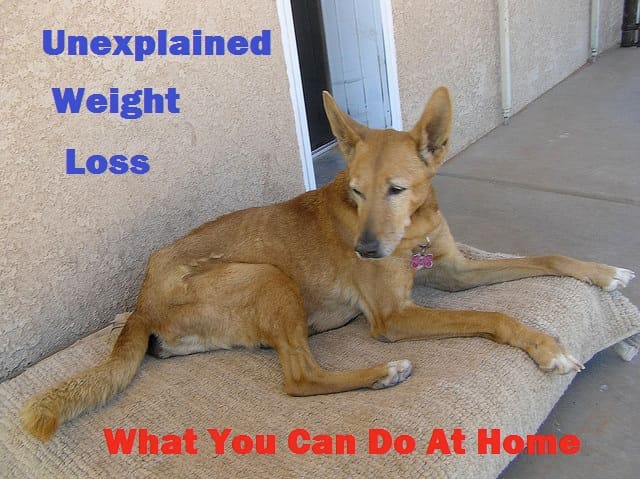 Unexplained Weight Loss in Dogs: What You Can Do at Home - PetHelpful