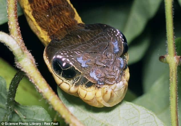 There's no denying that the elephant hawk-moth caterpillar bears an uncanny resemblance to a snake. If disturbed, this caterpillar takes on the appearance of a threatening serpent.