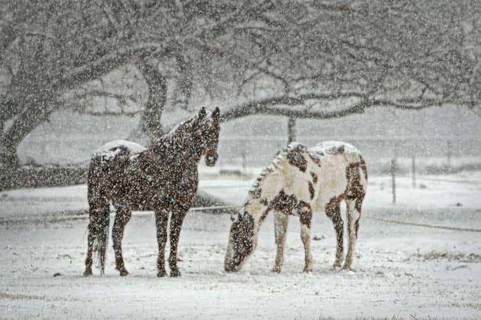 Вы действительно хотите выйти в тот снег и преследовать свою лошадь?