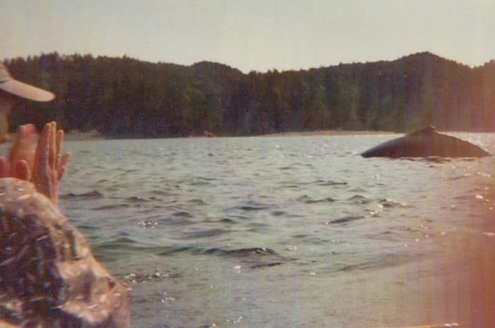 Kayaking with whales in Newfoundland. Sandy clapping at the sighting of a Humpback Whale, only eight months before she passed away.