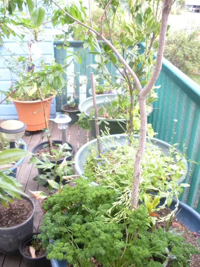 Look for redback spiders under the lip of large pot plants like these.