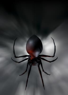 North America's black widow spider is a relative of Australia's redback spider. Note the similar bulbous abdomen.