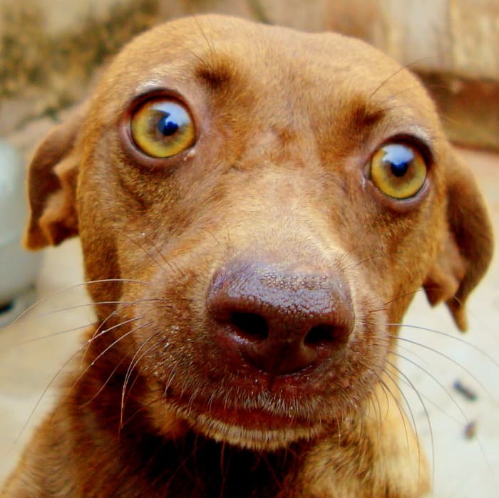 Good pup. You answered all those survey questions.