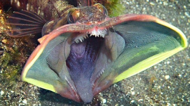 The sarcastic fringehead doesn't look very sarcastic about the fact that it's about to rip someone's head off.