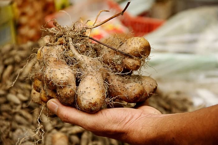 Dioscorea esculenta (the lesser yam) is both a wild and a cultivated plant. Some wild yams are in trouble.
