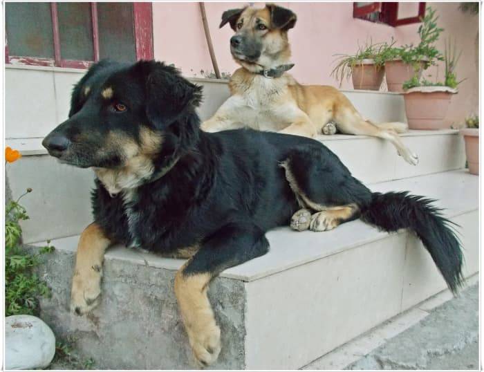 One of those "safe" days: Meegnu (black) and Perci (brown) chilling outside while guarding the front house.
