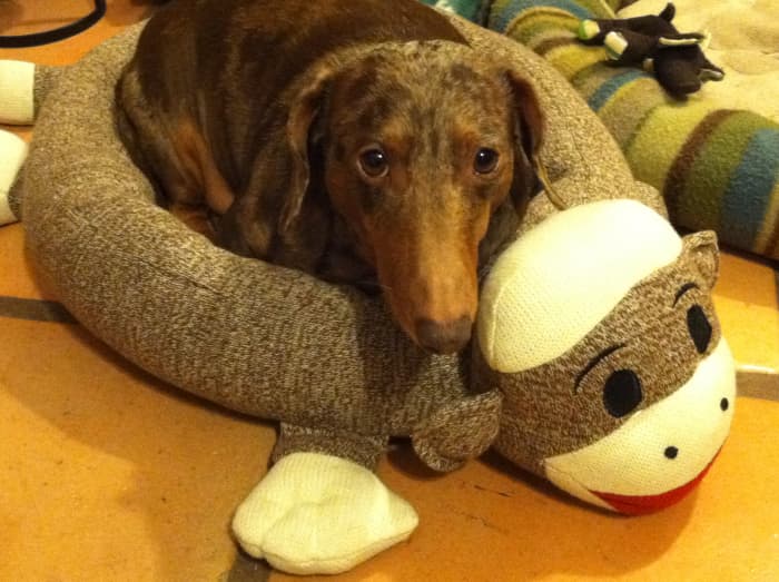 Learn how you can minimize the risk of potential back problems in your furry companion.