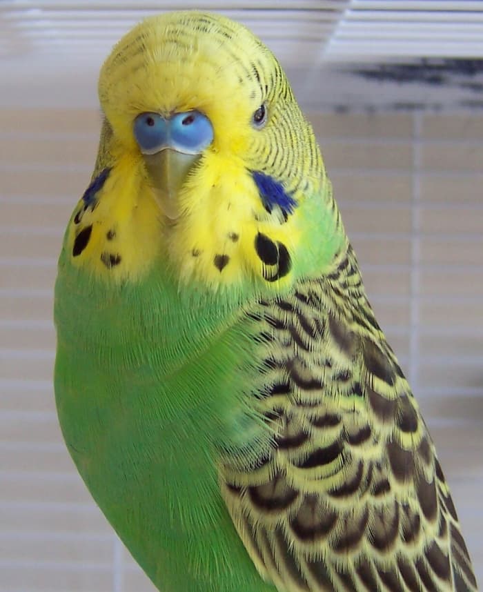     A yellow and green domestic parakeet;  Image uploaded by user Althepal to Wikimedia Commons