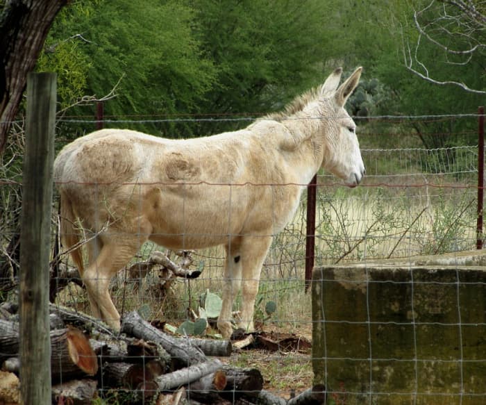 This is a mule who was very similar to my good friend, "Gray Bones."