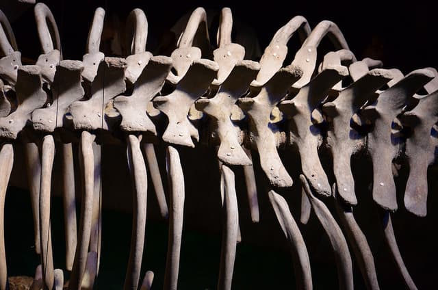 Bone broth is full of the amino acids proline and glycine. Our bodies use these amino acids to make make our own collagen.