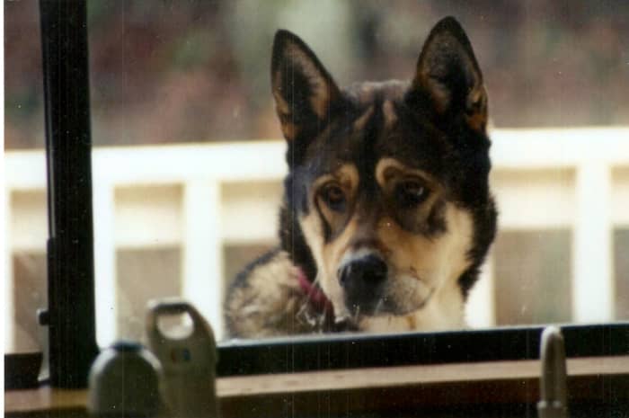 Cushing syndrome or disease is a condition affecting humans and pets wherein there is an overproduction of steroid hormones.
