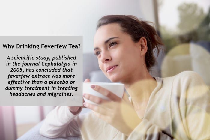A scientific study concluded that feverfew extract was more effective than a placebo in treating both migraines and common headaches.