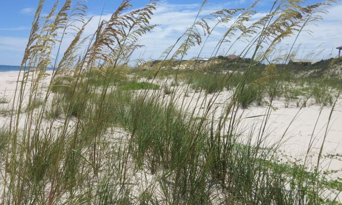 Each summer you can find me playing in the sand and swimming in the ocean. St. George Island, Florida