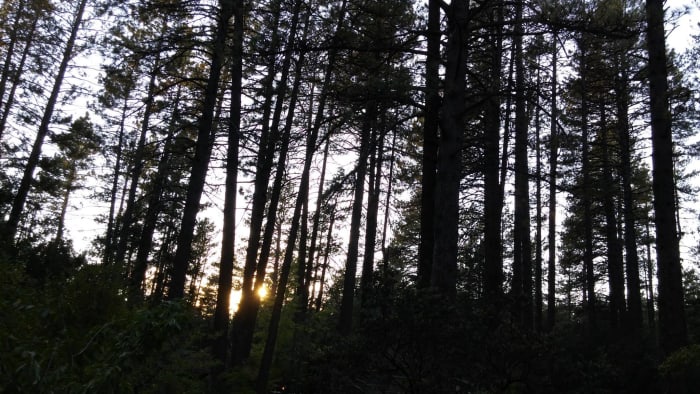 I thank Mother Nature for sharing her "children' with me. This is the view from my deck and is only a few feet away.
