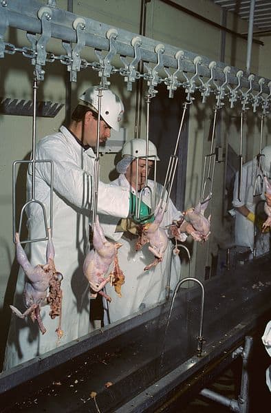 Dr. Duane Boyd from the Canadian Food Inspection Agency inspects every pheasant as the conveyor line moves past the inspection station.