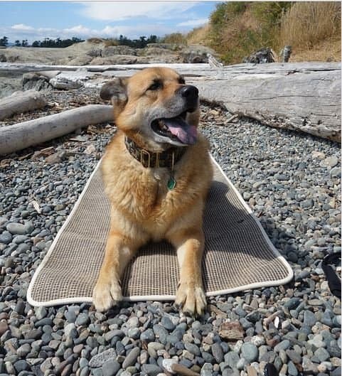 Training your dog to relax on his mat can be helpful in various situations.