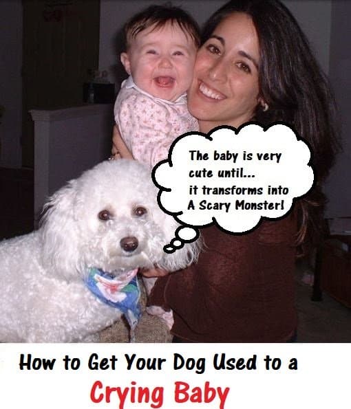how-to-get-a-dog-used-to-a-crying-baby