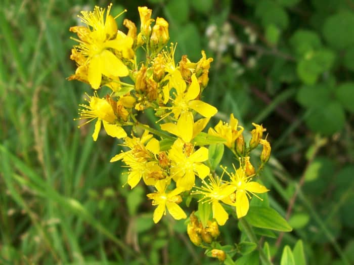 Yeah, you can literally just pluck one of these flowers and down it for a pick-me-up. I'm not joking. Though you'll want to be careful with that as you won't be able to track your hypericin or hyperforin intake like that.