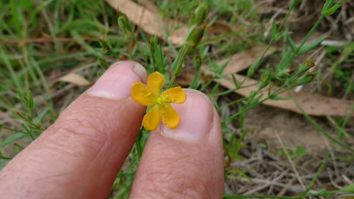 Every part of the St. John's Wort plant can be used medicinally, but most people rely on the flowers as the two chemicals seem to be more concentrated there.