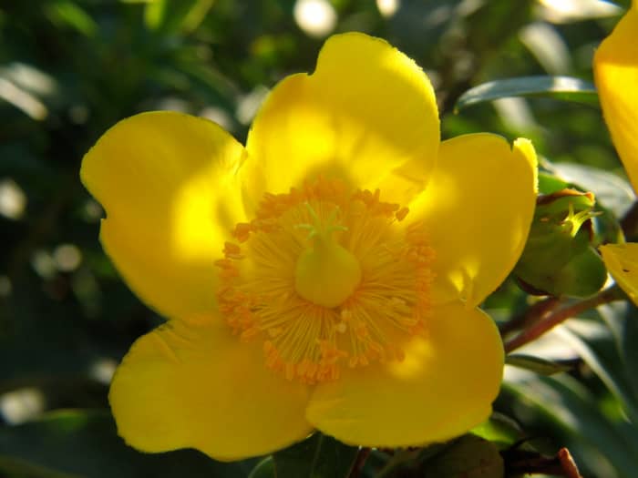 This beautiful flower is often treated as a weed and cleared out of fields and gardens. I personally find it beautiful but that might be my own dependence on the flower.