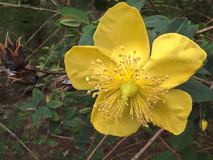 In this picture you can clearly see the bundles of stamens from the center of the flower. If you have two similar looking plants together, this would be the most effective way to tell them apart.
