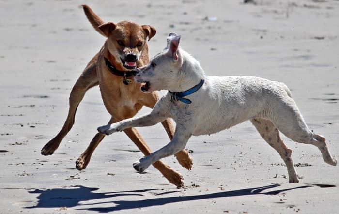 These unprovoked dog attacks can lead to the maiming of the victim or even the death of the dog being attacked.