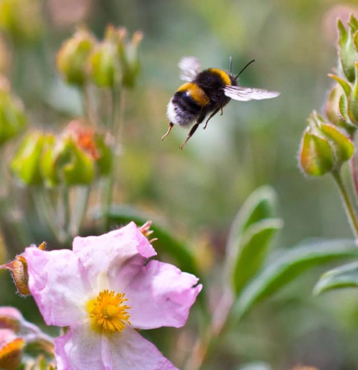 Bumble bee in flight.