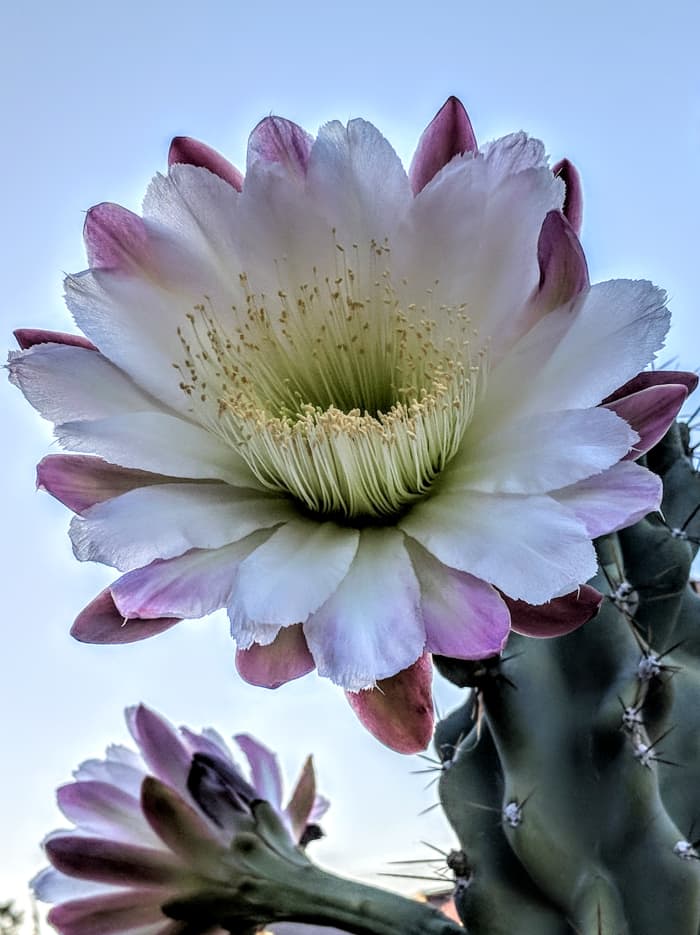 Delicate petals of the Monstrose Apple Cactus Flower in full bloom. Flower withers and dies at the end of the day.