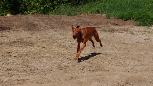 Trying to capture a good shot of a running dog (while cutting out any unwanted "scenery" in a small yard) is not the easiest task in the world... Still!
