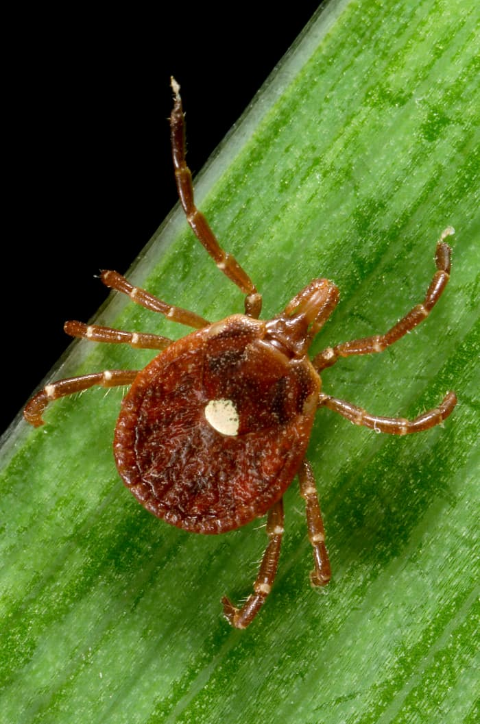 How to Avoid Tick Bites and Lyme Disease - SkyAboveUs