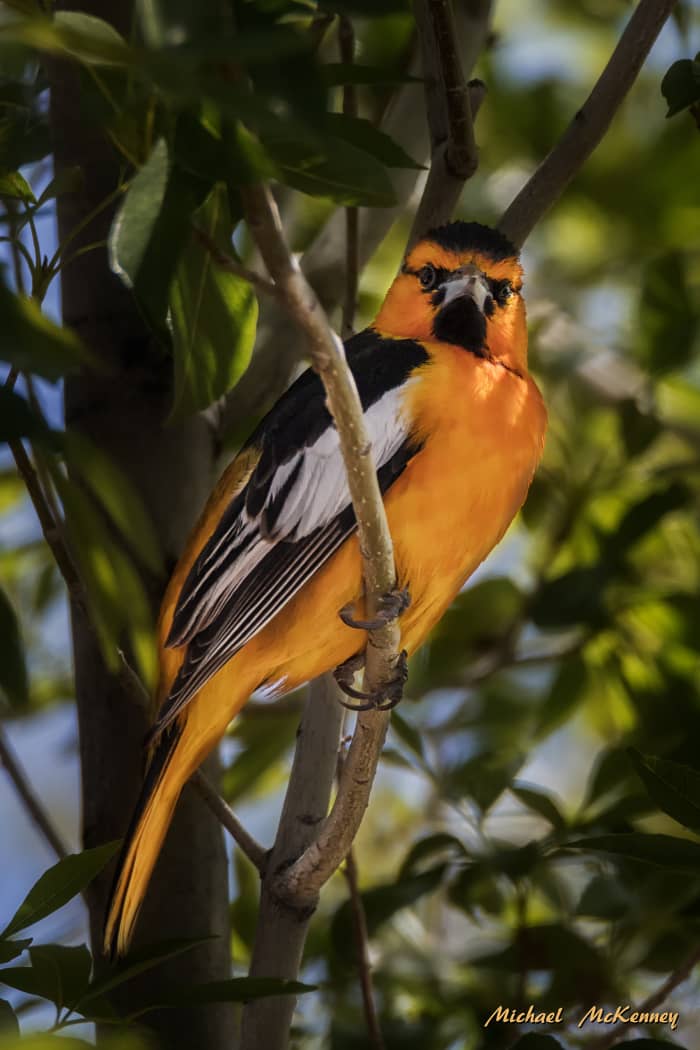 This Bullock's oriole has become a visitor to our backyard, but his main interest is the hummingbird feeder that has a perch. What a gorgeous, photogenic bird he is!