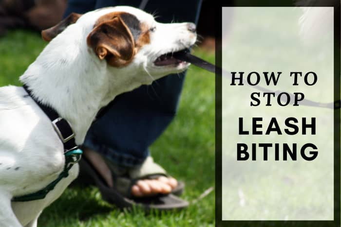 20+ Ways to Stop Your Dog From Biting the Leash - PetHelpful