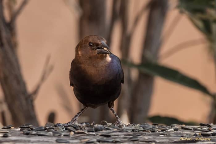 This is a male, brown-headed cowbird. They are considered to be nest parasites.