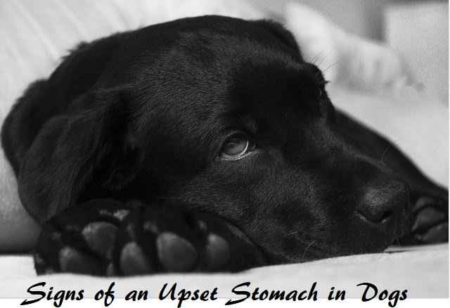 signs-of-an-upset-stomach-in-dogs